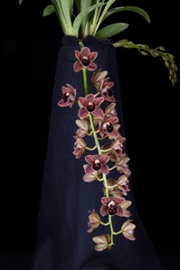 Cymbidium Charles Weckerle Thrun TAB HCC/AOS 77 pts.